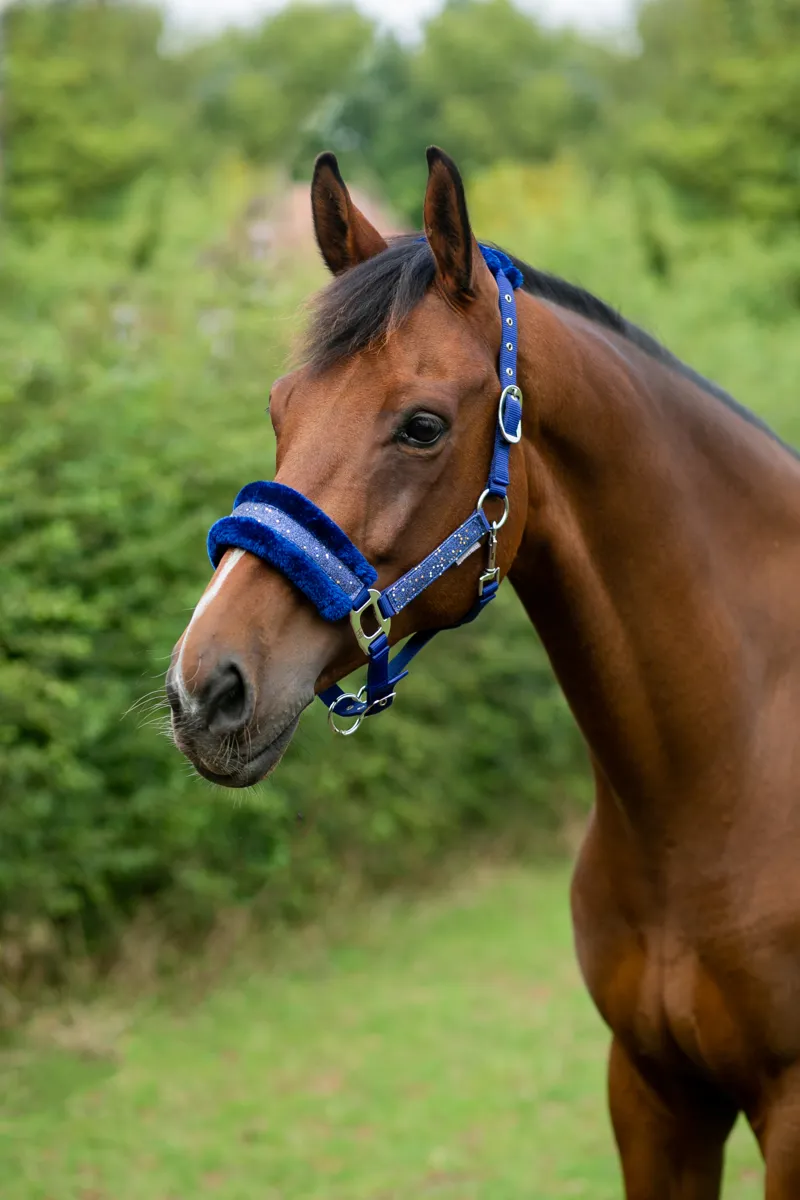Hy Equestrian Dazzle Head Collar - Twilight Navy-2
